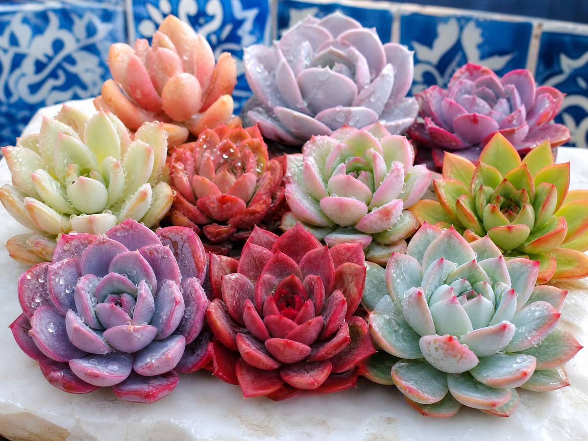 探花